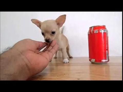 Venta de Cachorros Chihuahua Mini Toy - YouTube