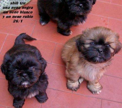Venta de cachorros shih tzu nacieron el 26 de enero 2011 - Buenos ...