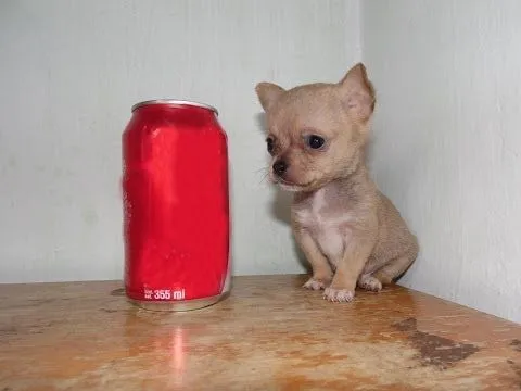 Hermoso Cachorro Chihuahua Mini Toy Cabeza de Manzana Hocico Corto ...