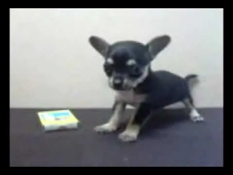 Venta de Chihuahua Mini Toy Cabeza de Manzana Golondrino - YouTube