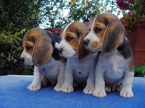 Venta de hermosos perros beagle excelente precio - Quindío ...