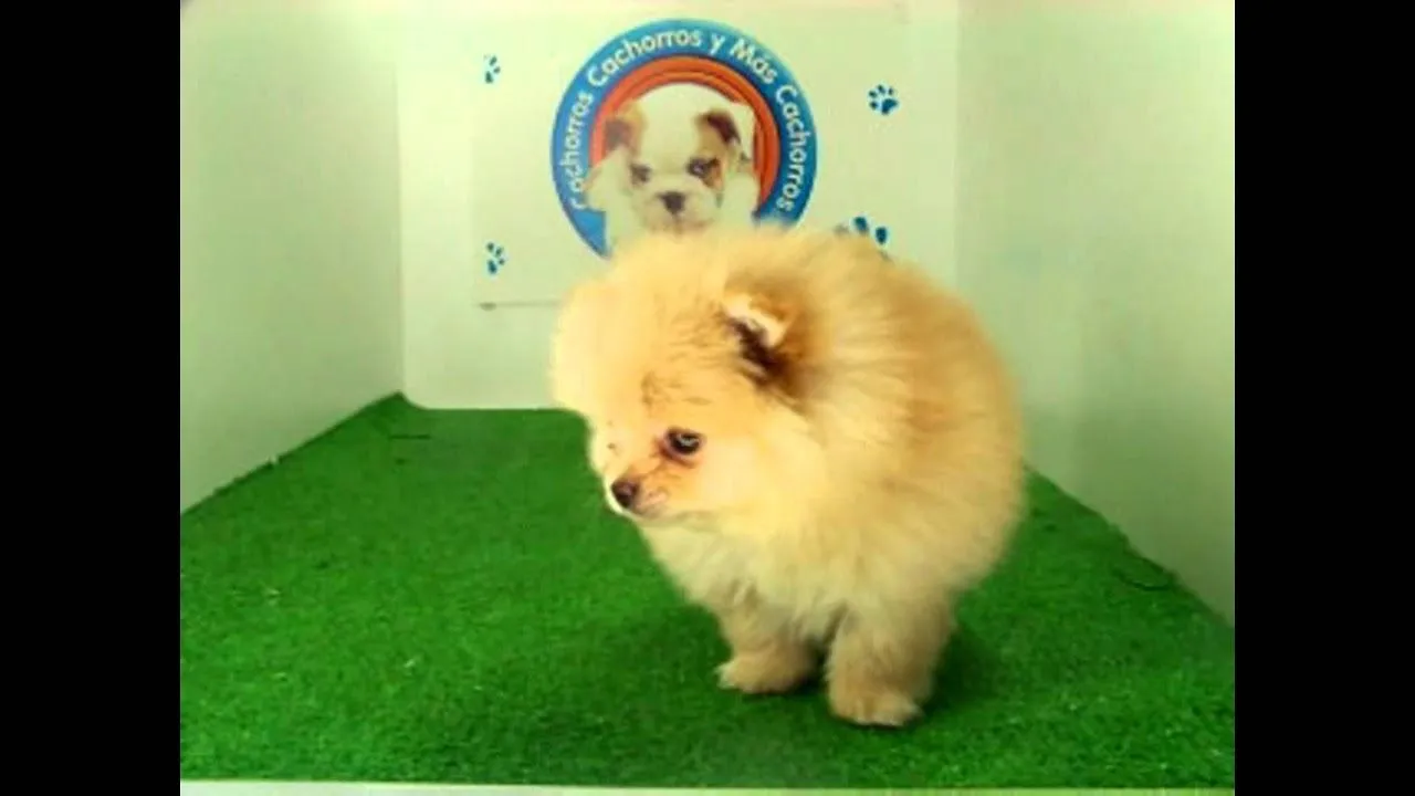 venta de perros cachorros de raza Pomerania miniatura Hembra - YouTube