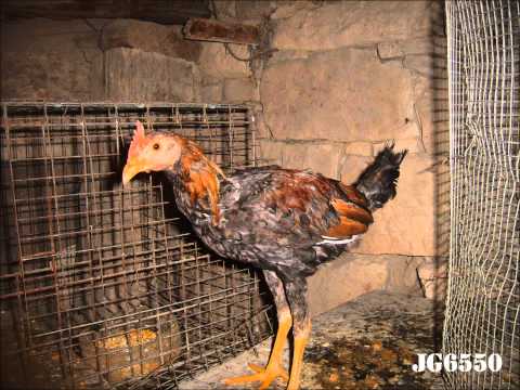 venta de pollos y gallos de pelea (la Rioja) - YouTube