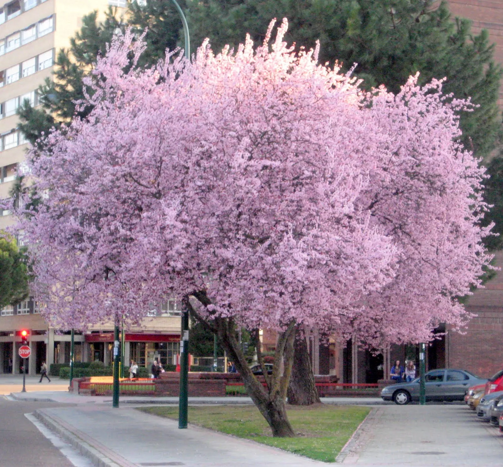 VENTANAS AL PENSAMIENTO: PRIMERAS MUESTRAS DE LA PRIMAVERA VENTANAS AL PENSAMIENTO: PRIMERAS MUESTRAS DE LA PRIMAVERA