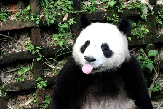 Un verano sofocante para los osos Panda_Spanish.China.org.cn