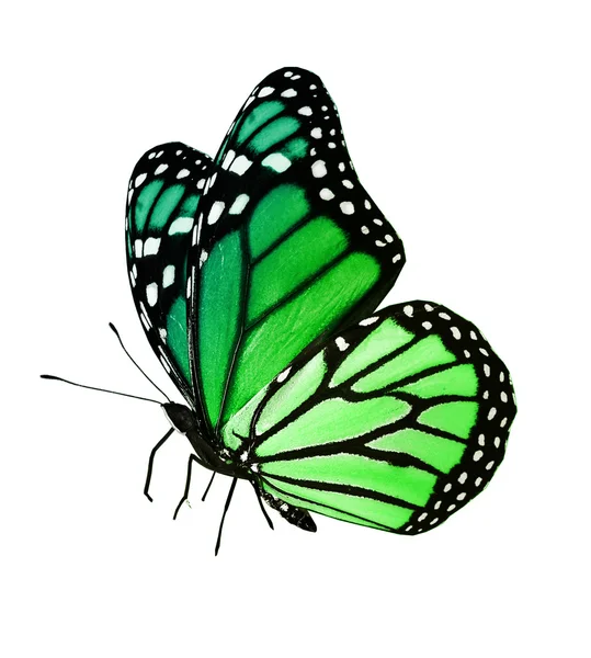 verde mariposa volando, aislado sobre fondo blanco — Foto stock ...