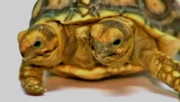 Verfotos de como nacen las tortugas - Imagui