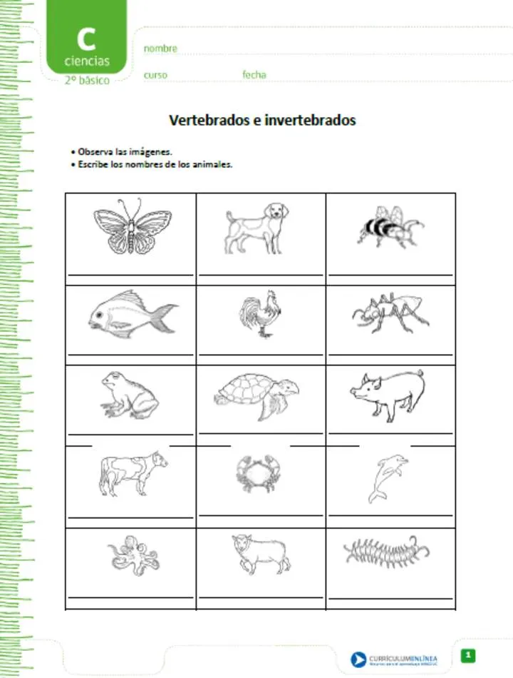 Vertebrados e invertebrados - Curriculum Nacional. MINEDUC. Chile.