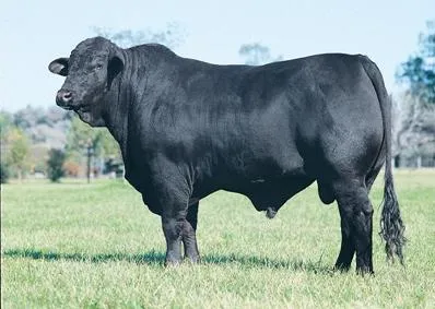 Veterinaria Argentina » Clonación de un toro Brangus. Veterinaria Argentina » Clonación de un toro Brangus.