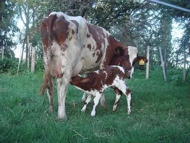 Veterinaria Argentina » Periparto en Vacas Lecheras. Veterinaria Argentina » Periparto en Vacas Lecheras.