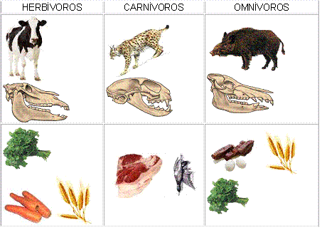 Imagenes de animales herbivoros ,carnivoros y omnivoros - Imagui