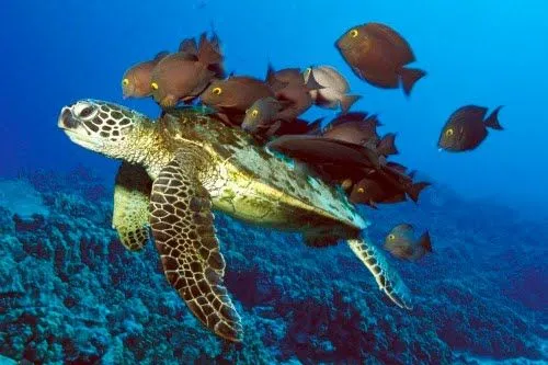 Viaje por el fondo del mar IV (Animales Acuáticos) | Banco de Imágenes