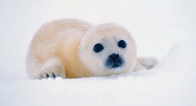 Victoria natural: productos de la caza de foca prohibidos - Taringa!