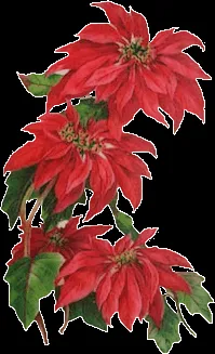 ... Victorian Imagens e Cartões Postais: Flores de Natal[imagens PNG ... Victorian Imagens e Cartões Postais: Flores de Natal[imagens PNG