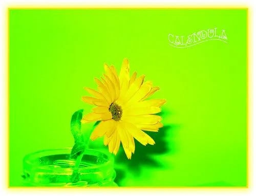 La vida es de color verde-lima amarillo-limón | Flickr - Photo ...
