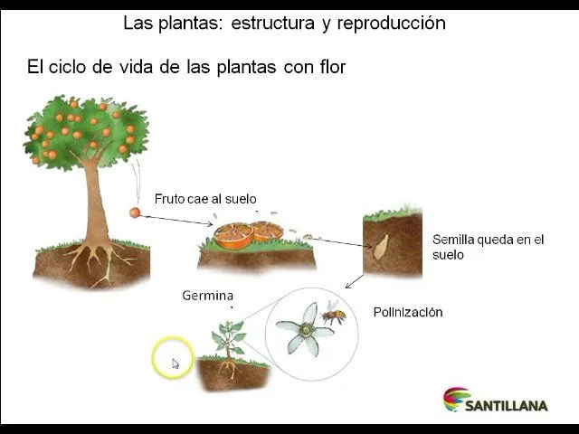El ciclo de vida de la planta - Imagui