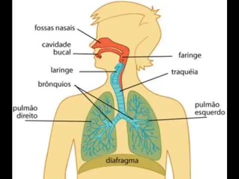 Vídeo-aula Animada sobre Sistema Respiratório Humano - YouTube