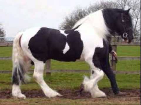 video de caballos muy bonito cn un apartado muy especial - YouTube