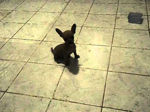 Video cachorro chihuahua minitoy de bolsillo - YouTube