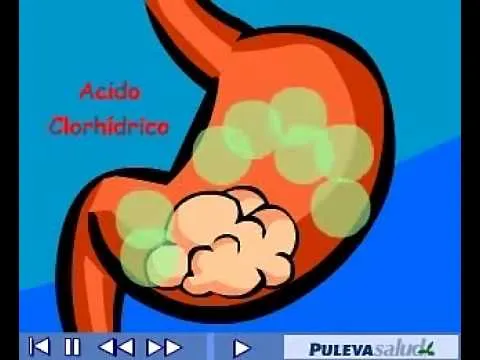 Vídeo didáctico el sistema digestivo - YouTube
