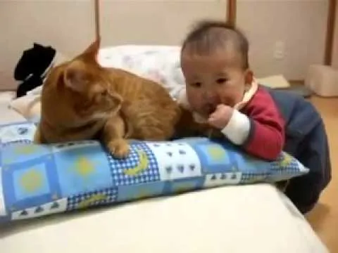 Video divertido bebe y gato jugando animales y niños videos de ...