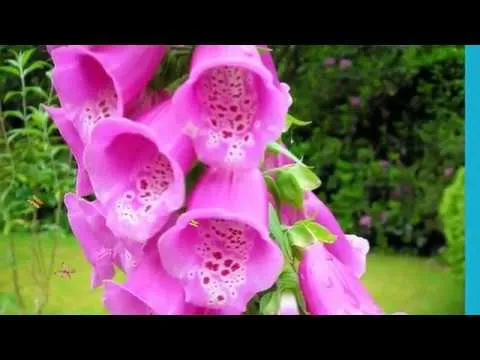 Video de Flores Hermosas - YouTube