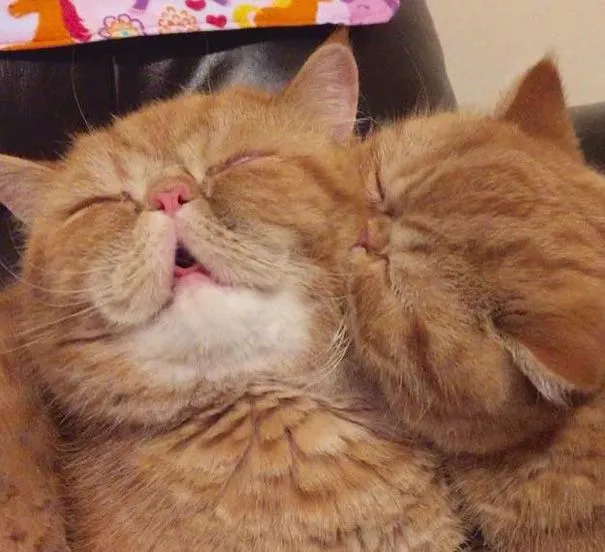 Este vídeo de gatos besándose toma un giro muy inesperado | Bored ...