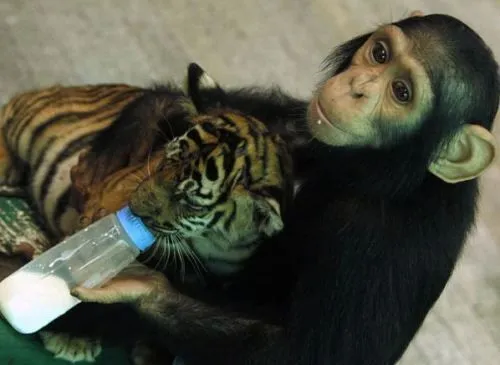 Video: Mamá chimpancé da biberon a los Tigres recién nacidos ...