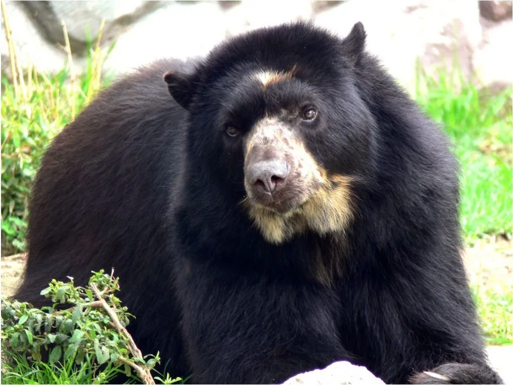 vídeo que revela caza de cría de Oso de Anteojos en Tolima - Taringa! vídeo que revela caza de cría de Oso de Anteojos en Tolima - Taringa!