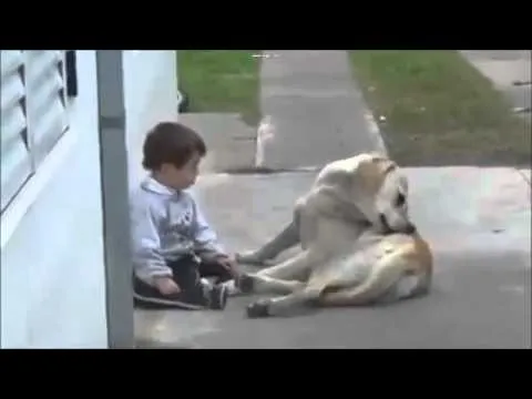 El video mas tierno: Labrador le hace cariño a Pequeño amo - YouTube