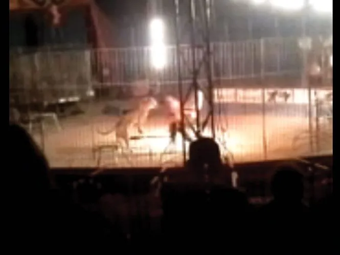 VIDEO: Tigre mata a su domador en un circo de Sonora | Excélsior