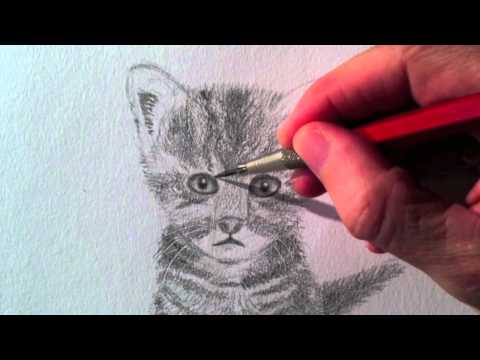 Como dibujar un Gato realista a lápiz - Arte Divierte - YouTube