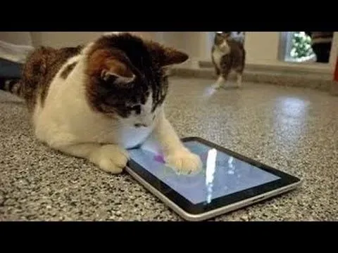 videos graciosos 2014 - videos de risa de gatos chistosos jugando ...