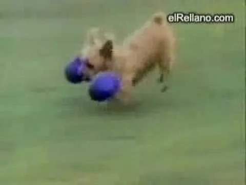 Vídeos de perros graciosos - YouTube