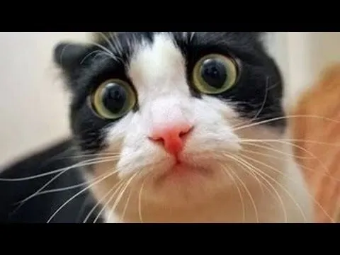 Videos de risa 2014 nuevos - Videos de Risa de Gatos Chistosos ...