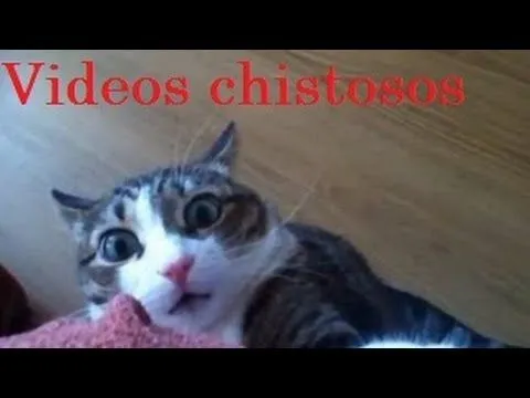 Videos de Risa - Animales - Perros y Gatos Chistosos - YouTube