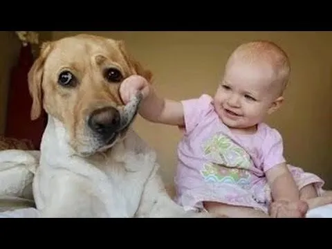 Videos de risa de bebes - Se ríen de los perros - YouTube