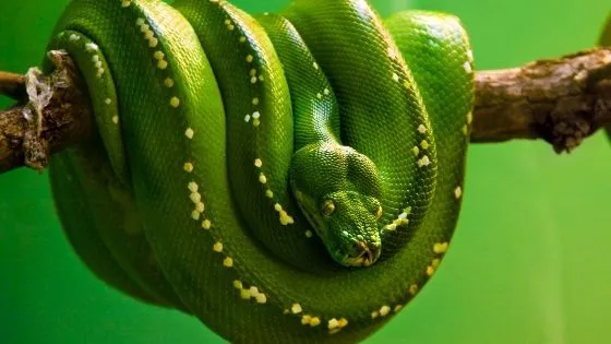 Vídeos de serpientes | Animales en Video