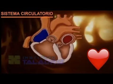 Videos YouTube | Modelo De Corazón Humano (alumnos 3ºeso ...
