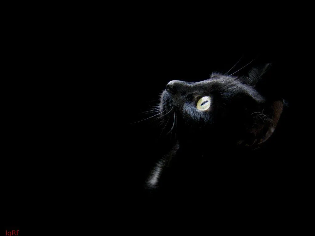 Un viejo gato azul: Gatos Negros: Historias de Brujas, Religiones ...