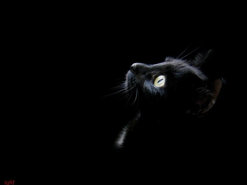 Imagenes de gatos tiernos y negros - Imagui Imagenes de gatos tiernos y negros - Imagui