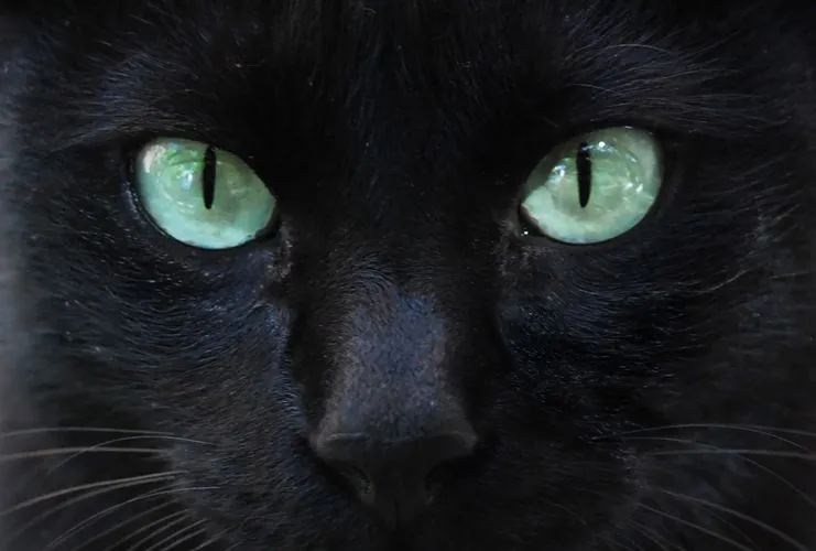 Un viejo gato azul: Raza Común Europea-El Gato Negro