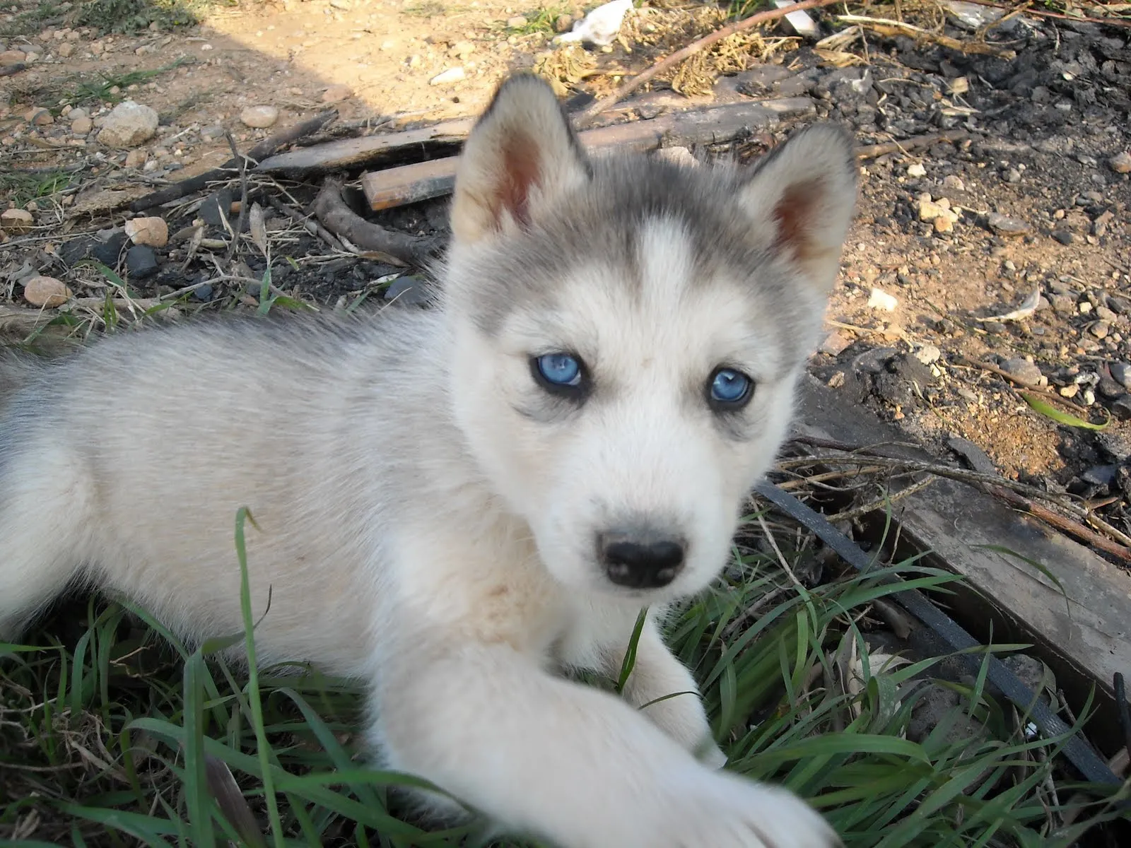 Que viene el lobo!! Preciosos cachorritos!! Que viene el lobo!! Preciosos cachorritos!!