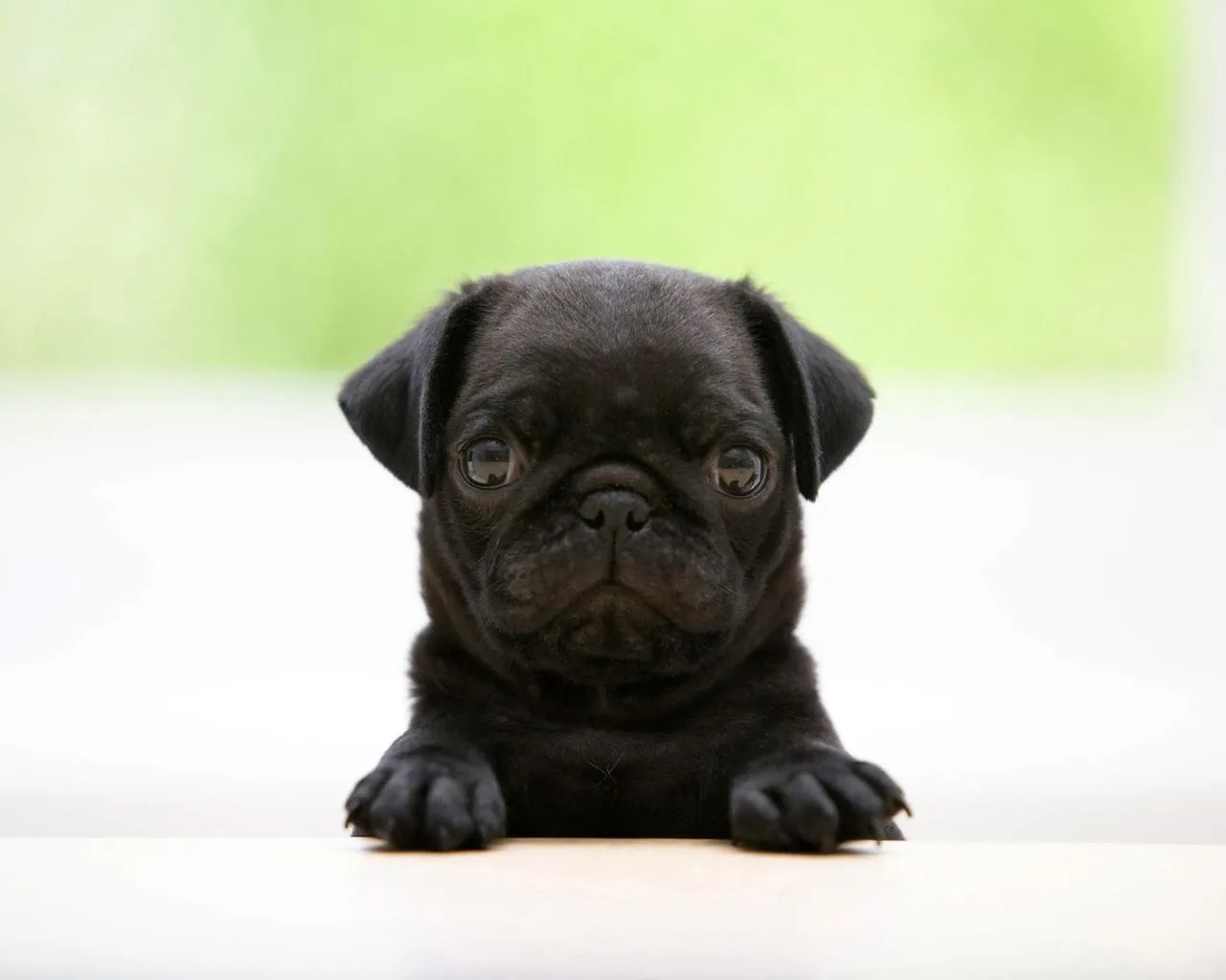 View Full Size | More http m5x eu mops wallpaper | Source Link - m5x. View Full Size | More http m5x eu mops wallpaper | Source Link - m5x.