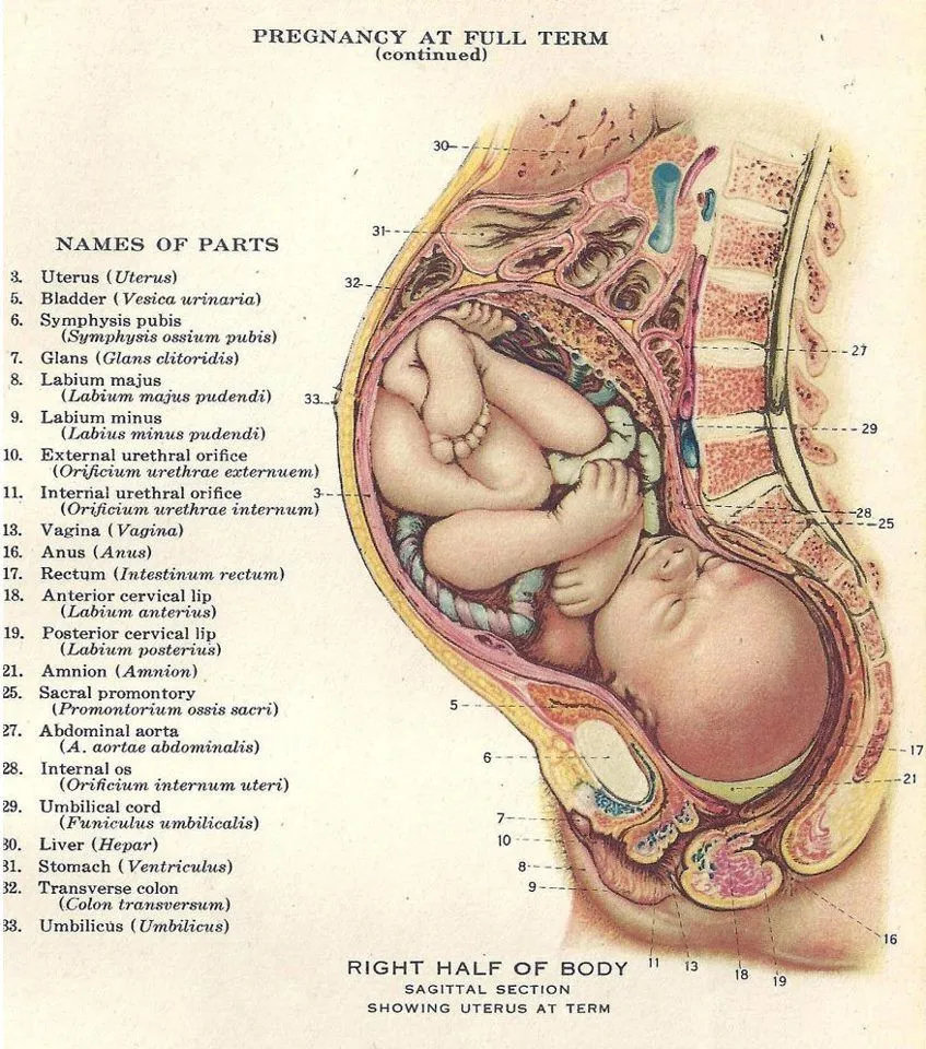 Vinculación afectiva mamá-bebé. | Sobre Canto Prenatal...