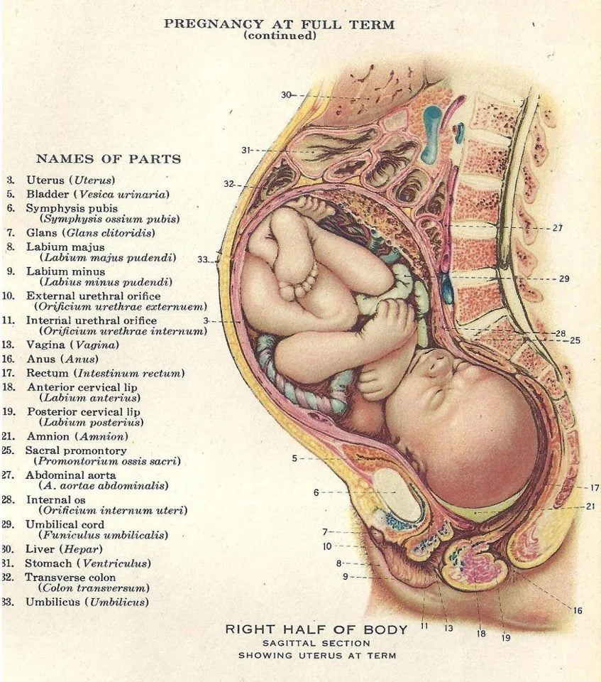 Vinculación afectiva mamá-bebé. | Sobre Canto Prenatal... Vinculación afectiva mamá-bebé. | Sobre Canto Prenatal...