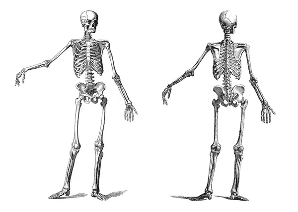 vintage esqueleto humano gravura de século XIX — Vetor de Stock ...