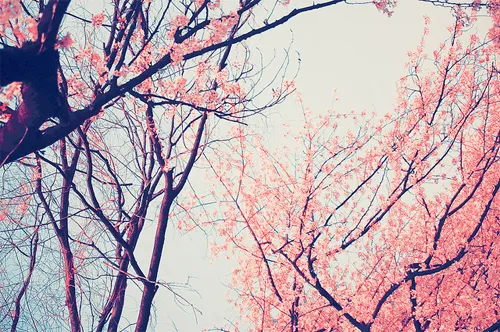 Vintage Tree Flowers Pictures, Photos, and Images for Facebook ...