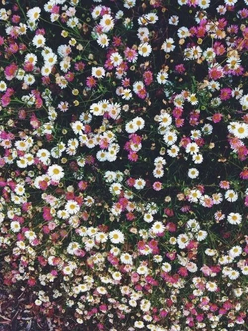 Flores tumblr fondo de pantalla - Imagui
