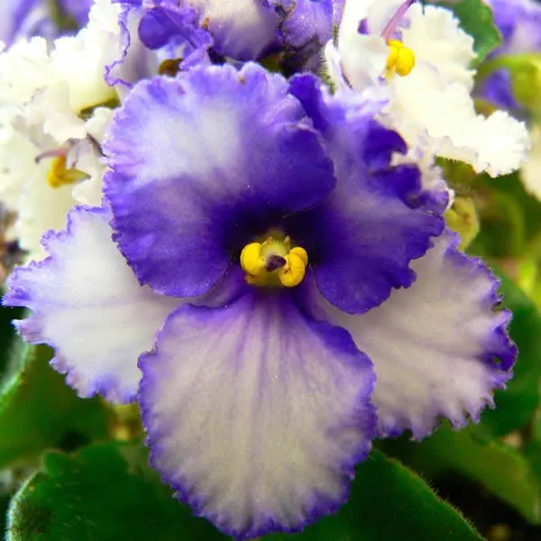 Violetas - Tierra de Flores